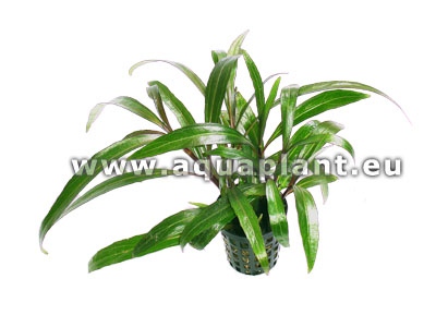 Eriocaulon in pot  #